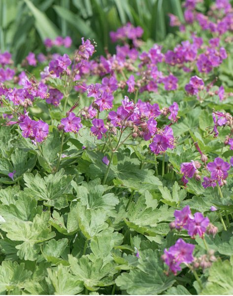 Geranium macrorrhizum ‘Bevan’s Variety’